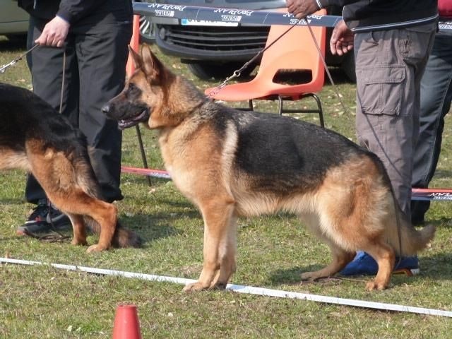 Publication : du repaire du Berger Allemand