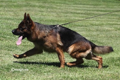 du repaire du Berger Allemand