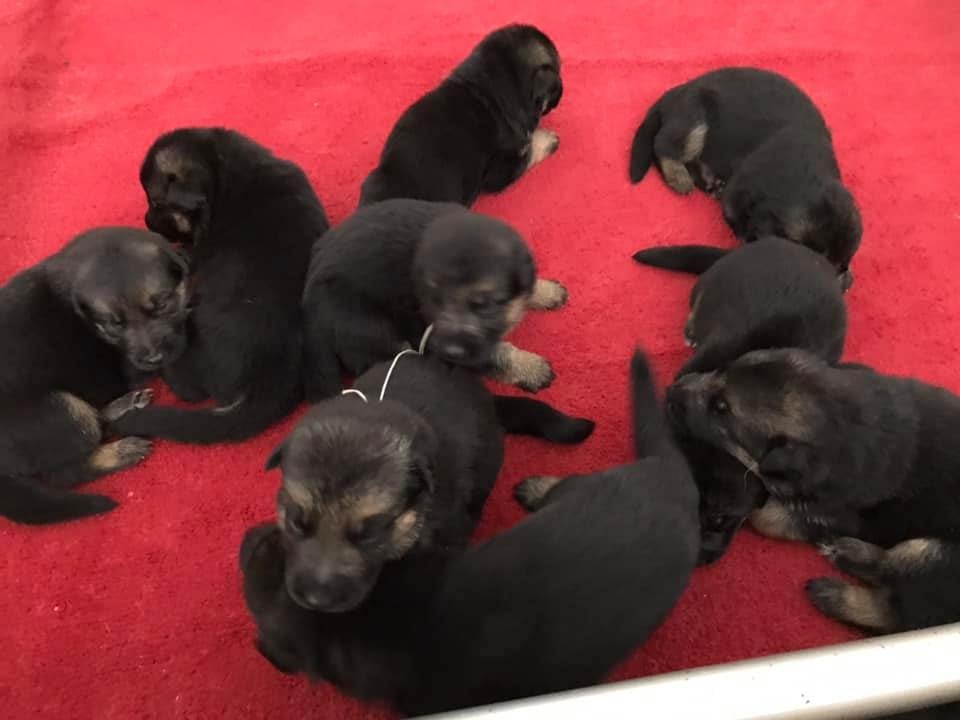 Chiot N°3