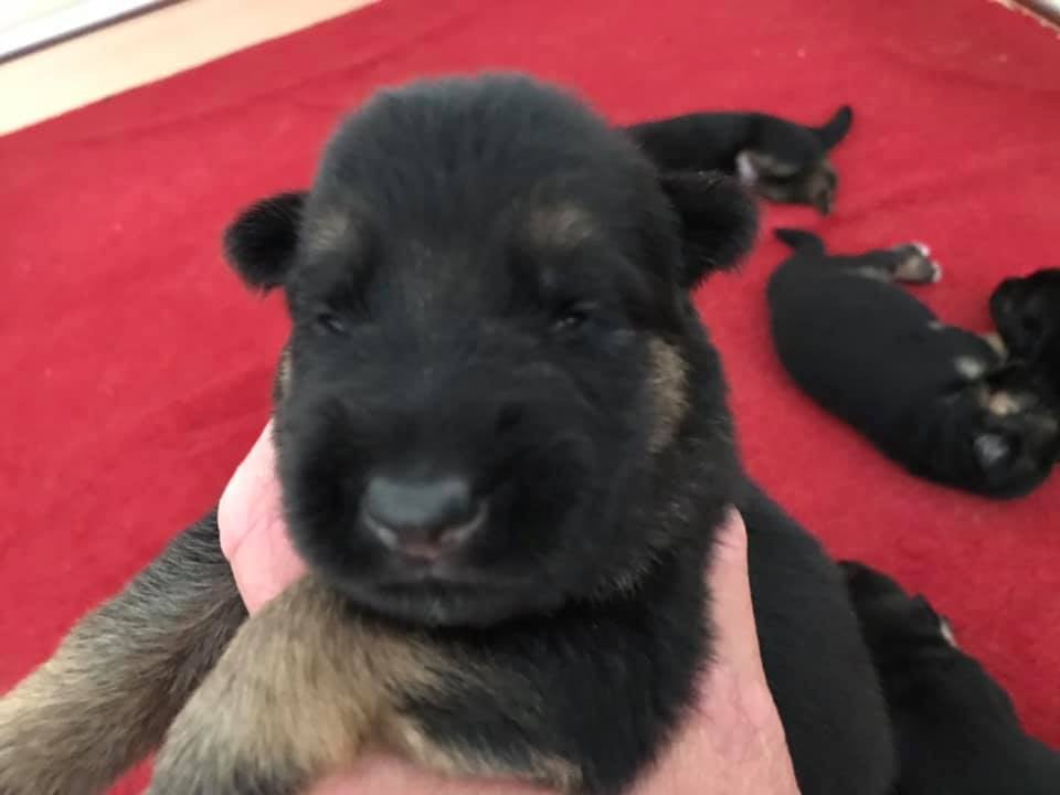 Chiot N°3