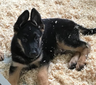 Les chiots de Berger Allemand