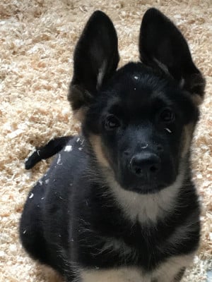 Les chiots de Berger Allemand