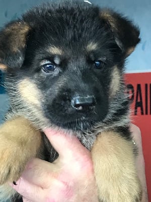 Les chiots de Berger Allemand