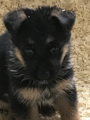 Les chiots de Berger Allemand