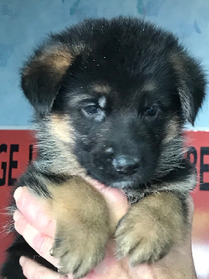 Les chiots de Berger Allemand