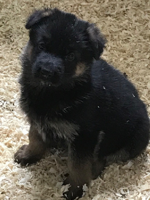 Les chiots de Berger Allemand