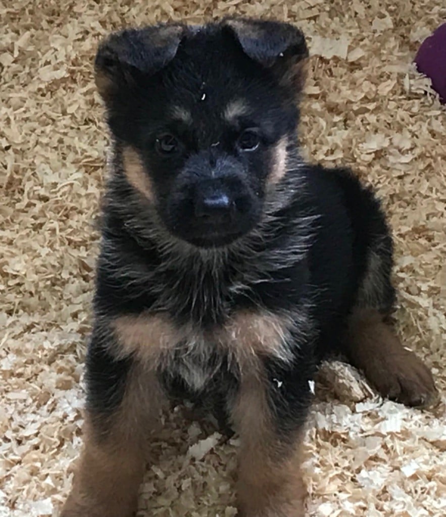 Berger Allemand - du repaire du Berger Allemand