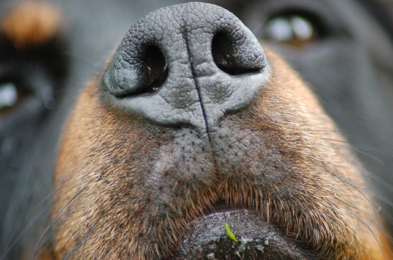 Steff du domaine de maynard