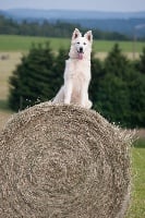 du Domaine de Criska