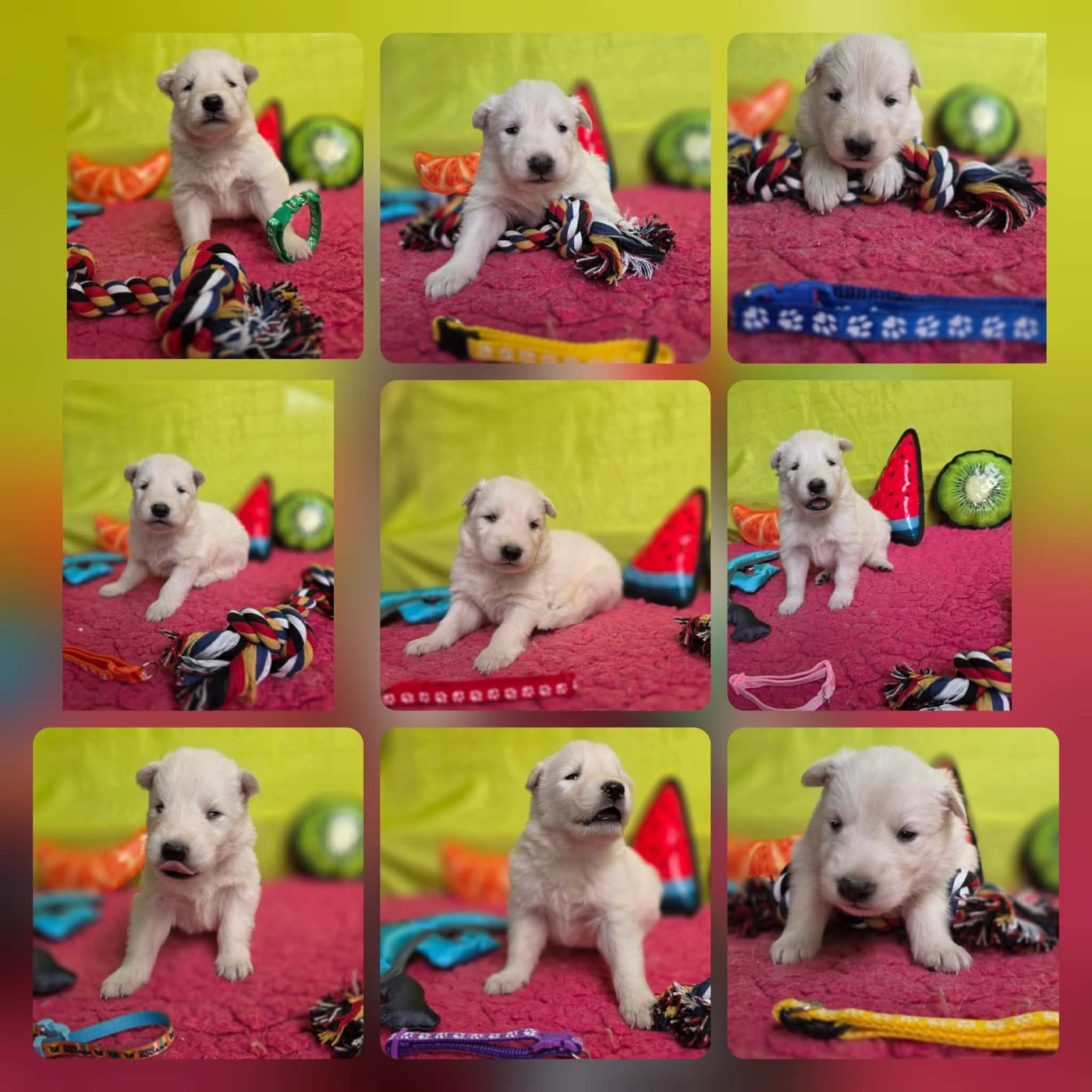 CHIOT 4 - Berger Blanc Suisse