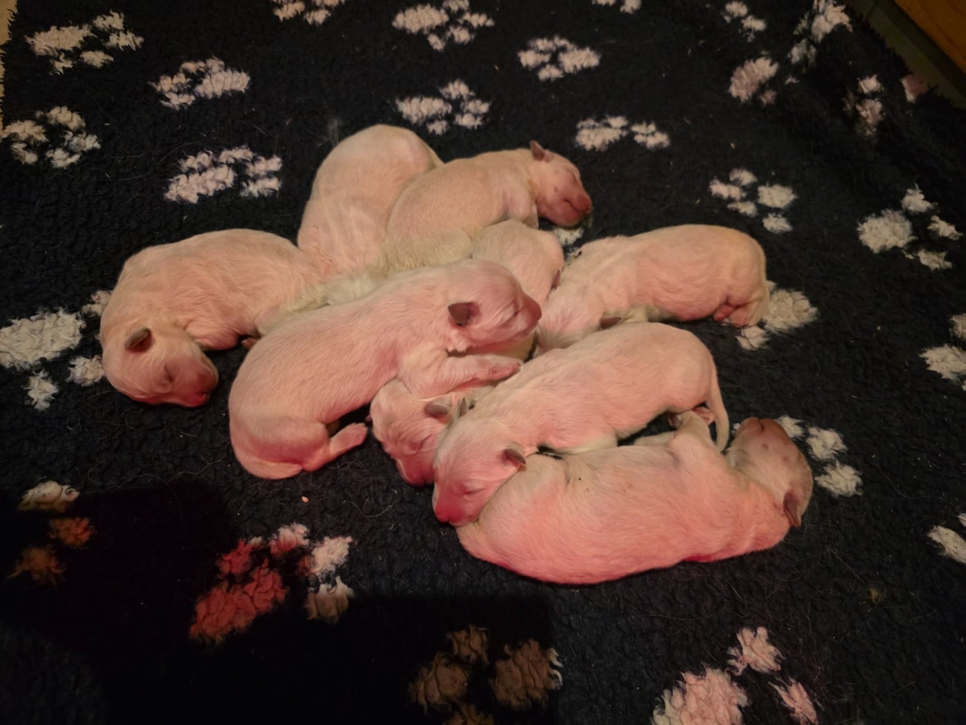 CHIOT 1 - Berger Blanc Suisse