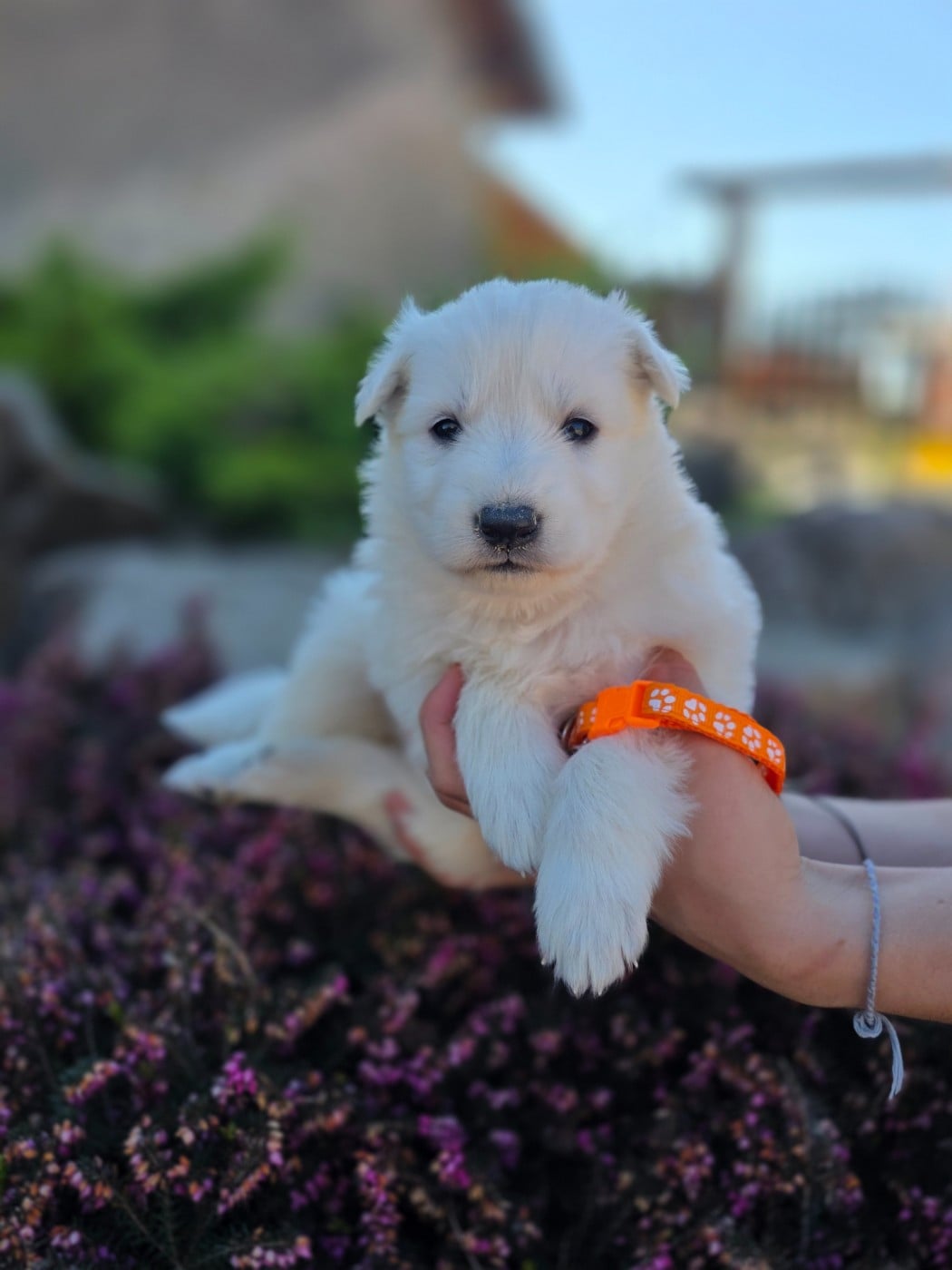 CHIOT 2 - Berger Blanc Suisse