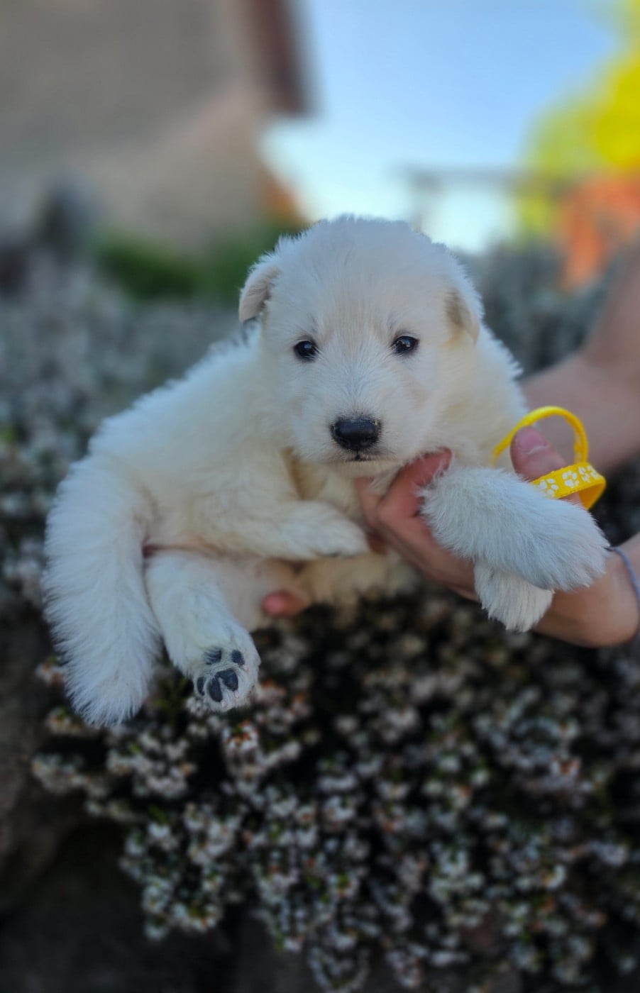 CHIOT 7 - Berger Blanc Suisse
