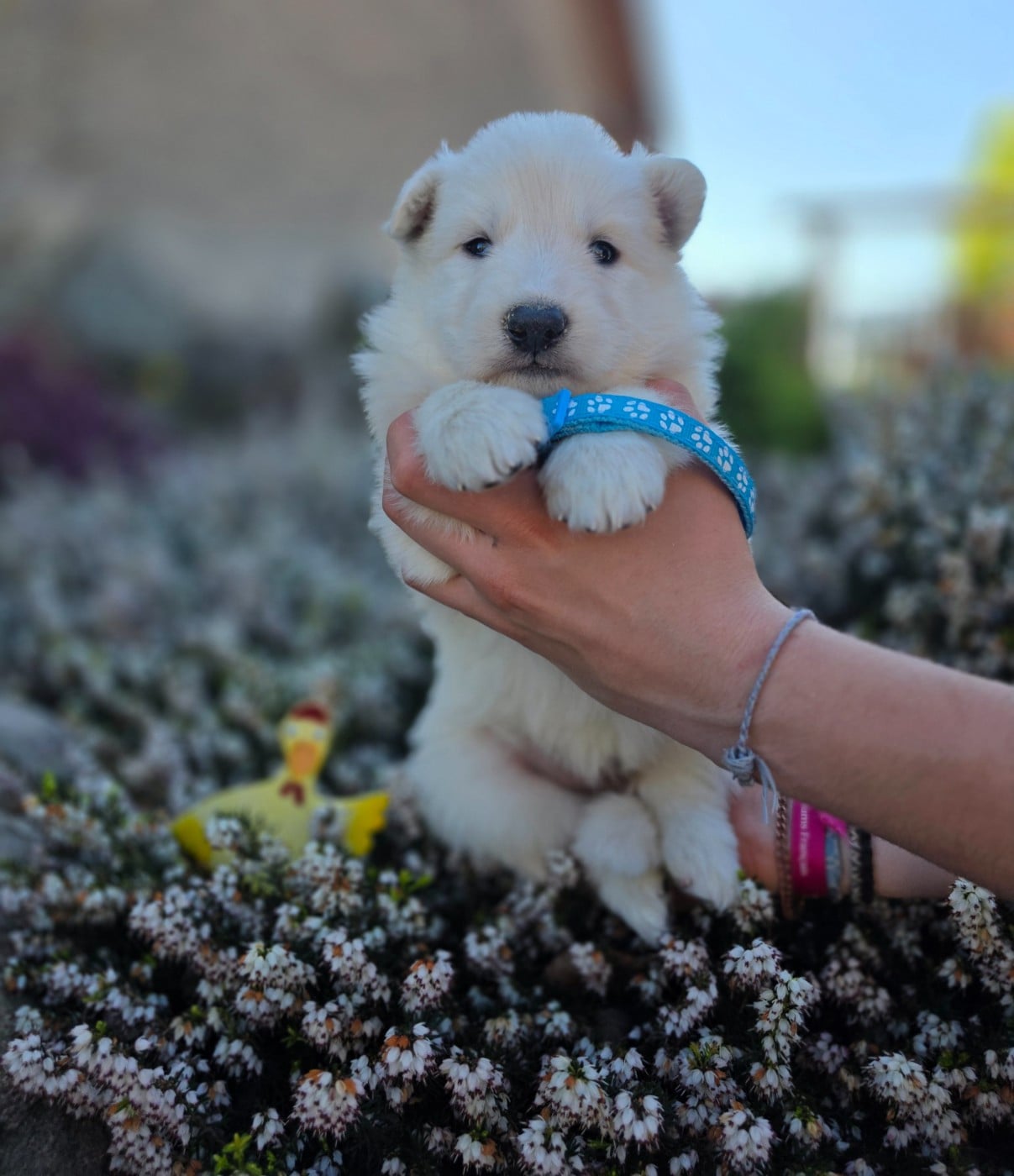 CHIOT 6 - Berger Blanc Suisse
