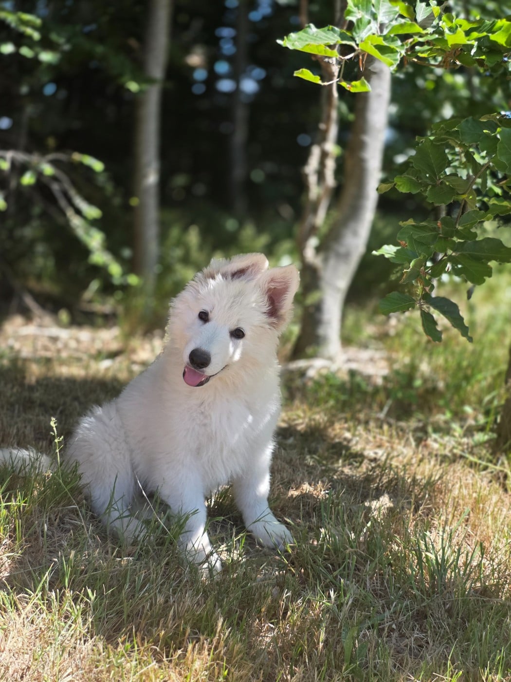 CHIOT 1 - Berger Blanc Suisse