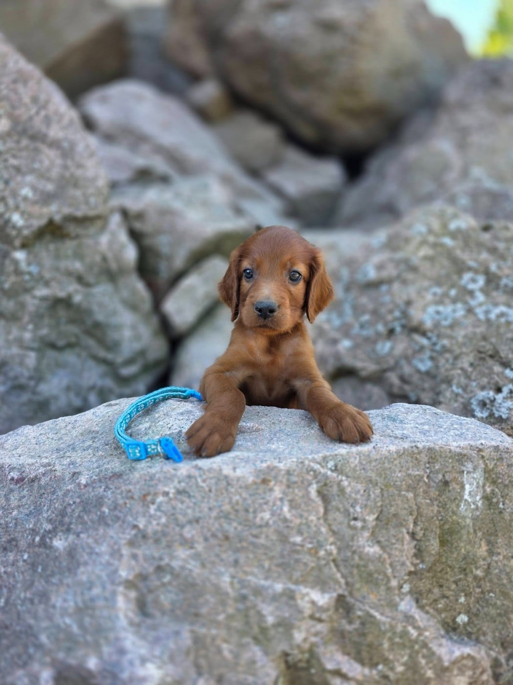 CHIOT 11 - Setter irlandais rouge