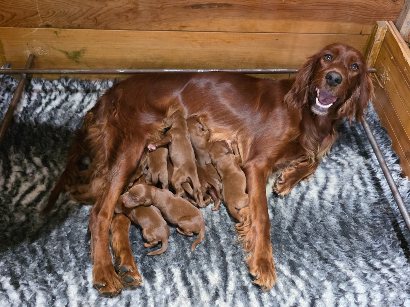 CHIOT 5 - Setter irlandais rouge