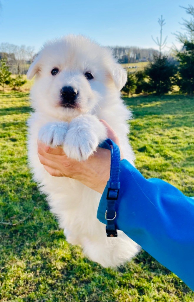 Chiot Berger Blanc Suisse 2 Mois