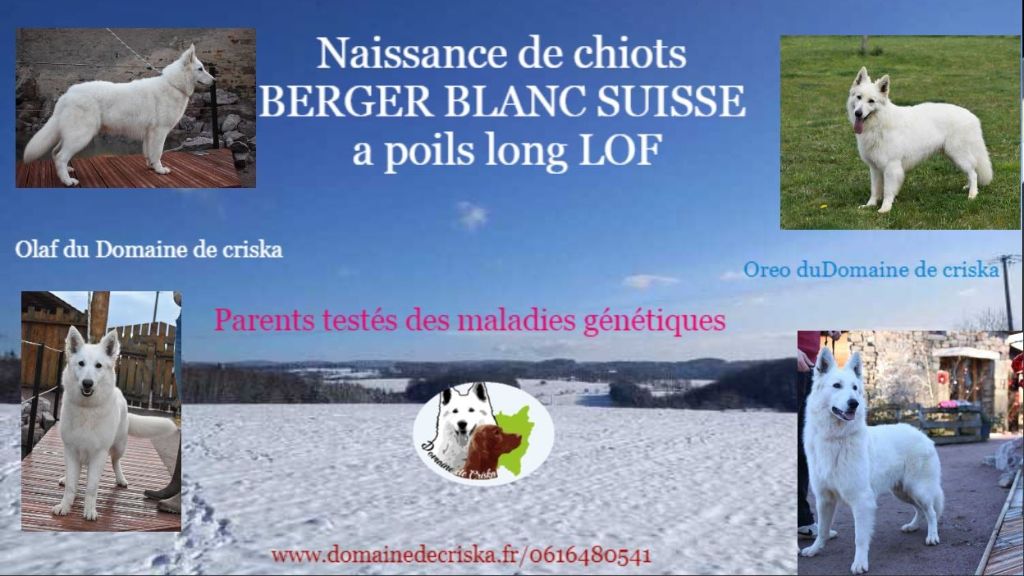 chiot Berger Blanc Suisse du Domaine de Criska