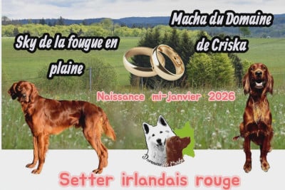 Setter irlandais rouge