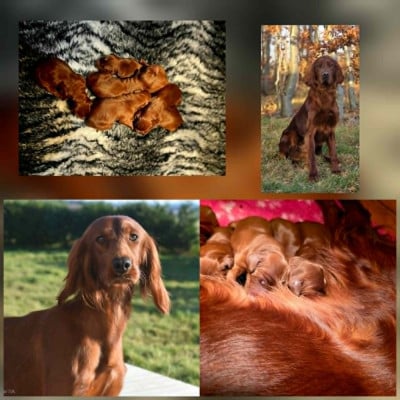 Les chiots de Setter irlandais rouge
