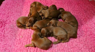 Les chiots de Setter irlandais rouge