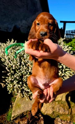 Les chiots de Setter irlandais rouge