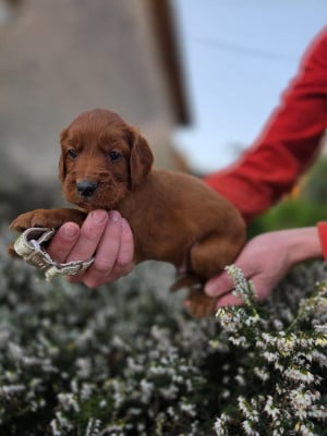 Les chiots de Setter irlandais rouge