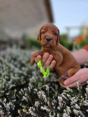 Les chiots de Setter irlandais rouge