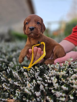 Les chiots de Setter irlandais rouge