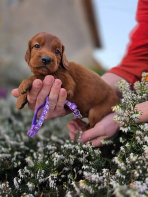 Les chiots de Setter irlandais rouge