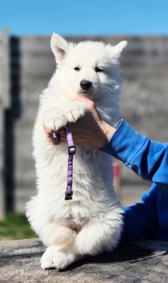 Les chiots de Berger Blanc Suisse