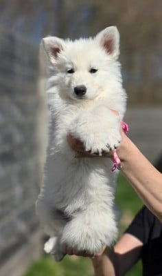 Les chiots de Berger Blanc Suisse