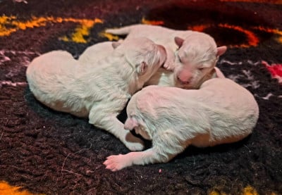 Les chiots de Berger Blanc Suisse
