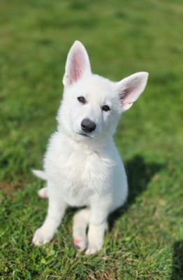 Les chiots de Berger Blanc Suisse