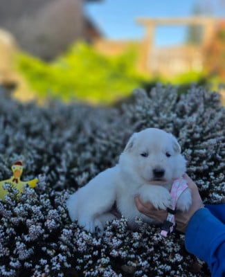 Les chiots de Berger Blanc Suisse