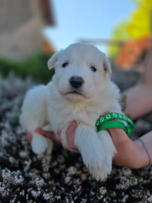 Les chiots de Berger Blanc Suisse
