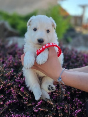 Les chiots de Berger Blanc Suisse