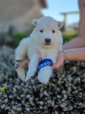 Les chiots de Berger Blanc Suisse