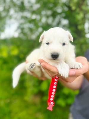 Les chiots de Berger Blanc Suisse