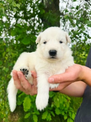 Les chiots de Berger Blanc Suisse