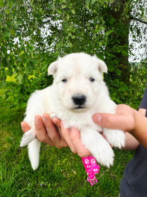 Les chiots de Berger Blanc Suisse
