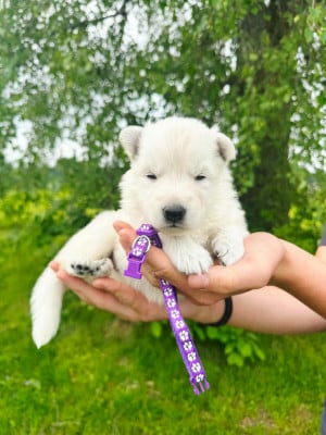 Les chiots de Berger Blanc Suisse