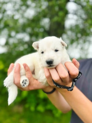 Les chiots de Berger Blanc Suisse