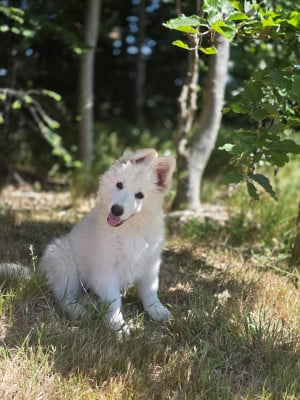 Les chiots de Berger Blanc Suisse
