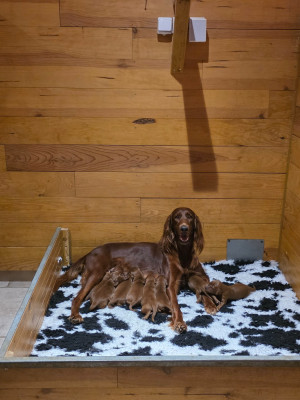 Les chiots de Setter irlandais rouge