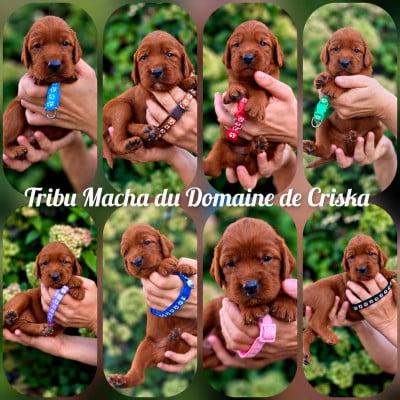 Les chiots de Setter irlandais rouge