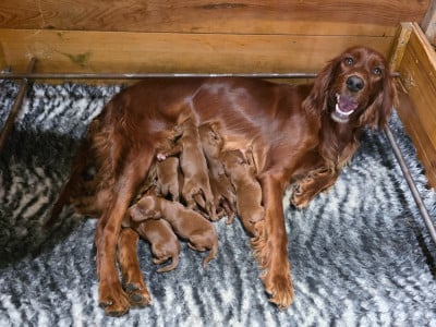 Les chiots de Setter irlandais rouge