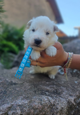 Les chiots de Berger Blanc Suisse