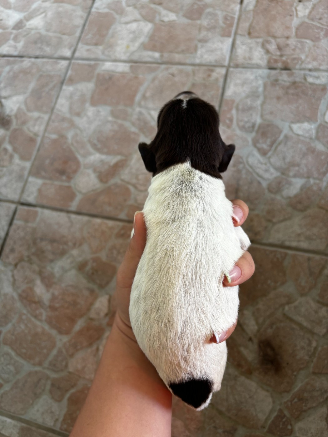 CHIOT 1 - Griffon d'arrêt à poil dur Korthals
